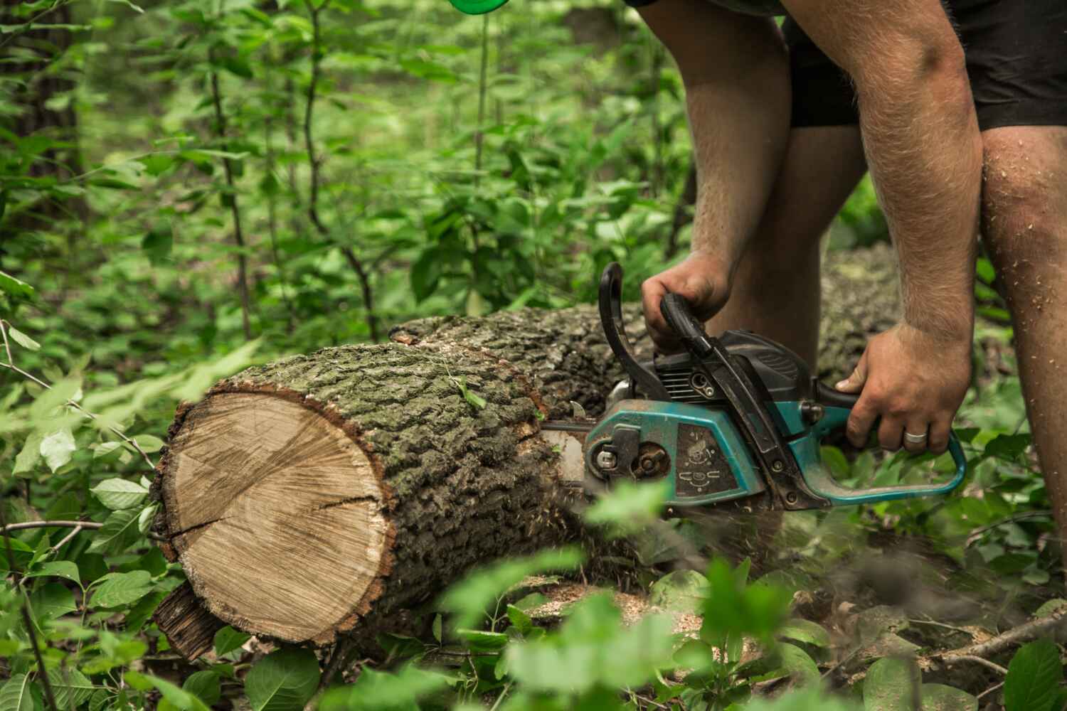 Large Tree Removal in Belleview, FL